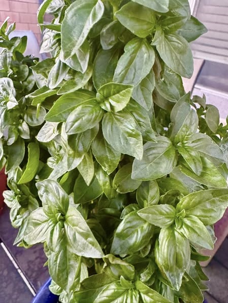 fresh basil gardnn.jpg
